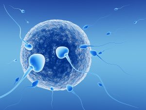 Spermatozoids and human egg on blue background